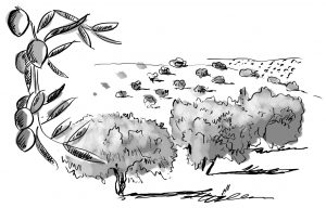 ilustracion olivos