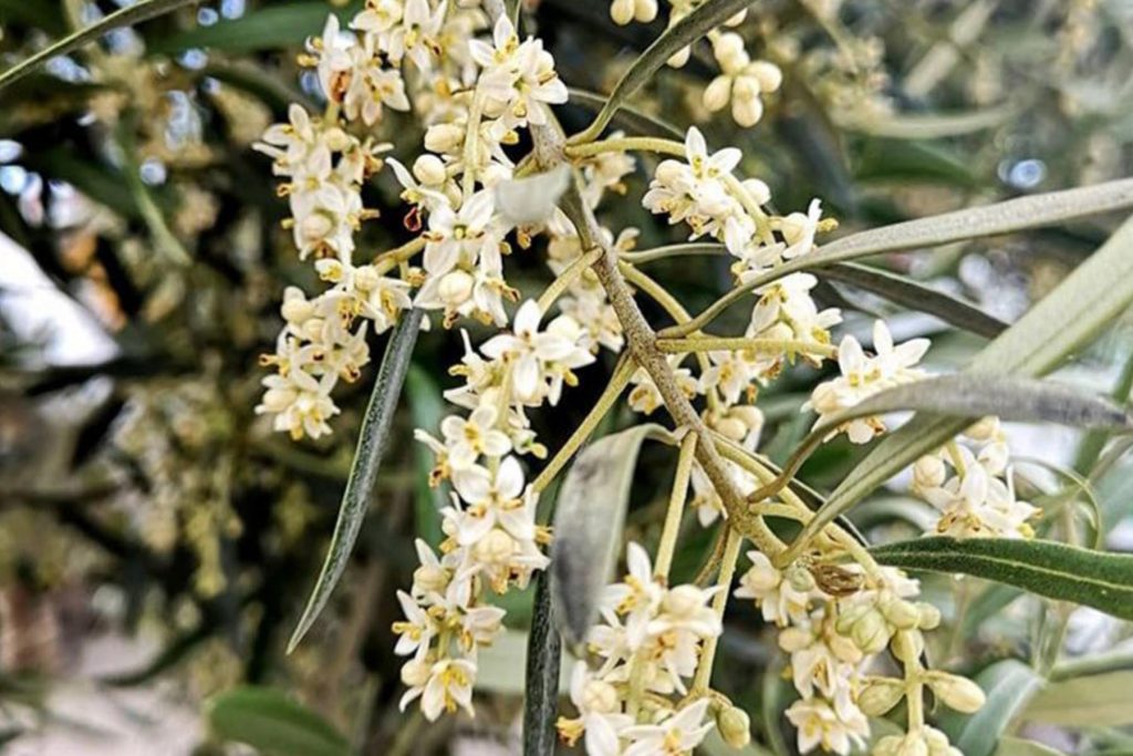 la iberica empresa floracion